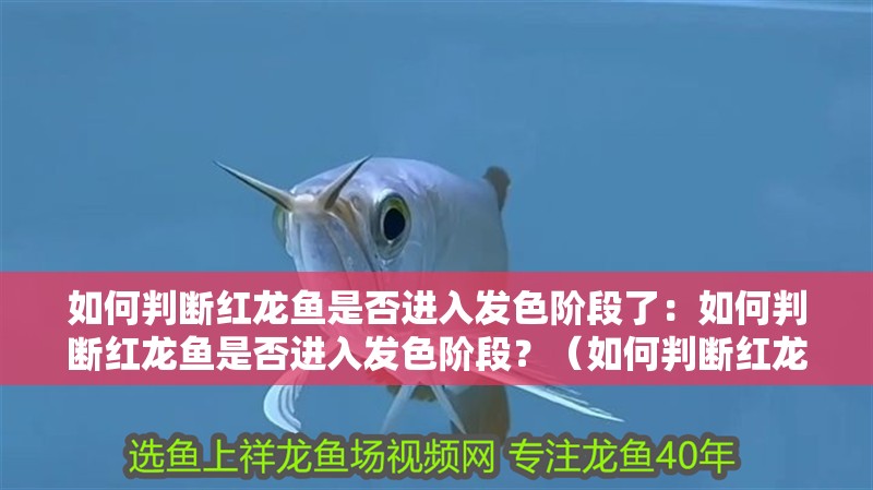 如何判斷紅龍魚是否進入發色階段了：如何判斷紅龍魚是否進入發色階段？（如何判斷紅龍魚是否已經進入了發色階段） 如何判斷紅龍魚是否進入發色階段了：如何判斷紅龍魚是否進入發色階段？（如何判斷紅龍魚是否已經進入了發色階段） 水族問答
