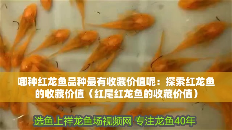 哪種紅龍魚品種最有收藏價(jià)值呢：探索紅龍魚的收藏價(jià)值（紅尾紅龍魚的收藏價(jià)值） 哪種紅龍魚品種最有收藏價(jià)值呢：探索紅龍魚的收藏價(jià)值（紅尾紅龍魚的收藏價(jià)值） 水族問答