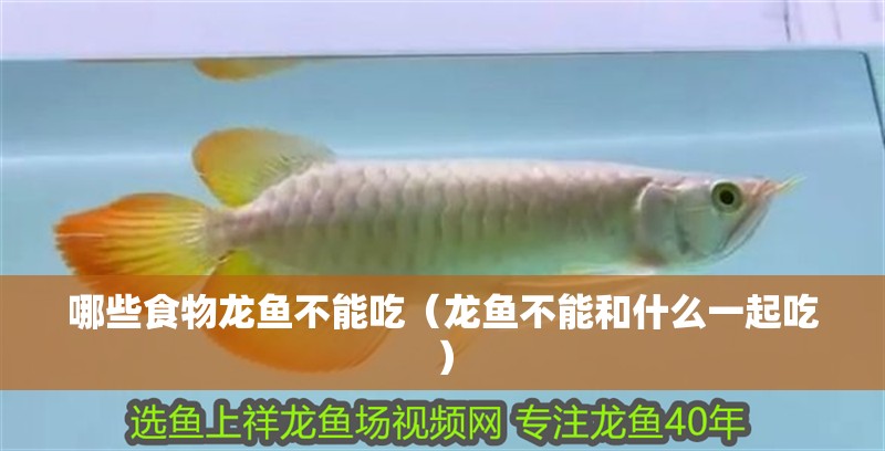 哪些食物龍魚不能吃（龍魚不能和什么一起吃）