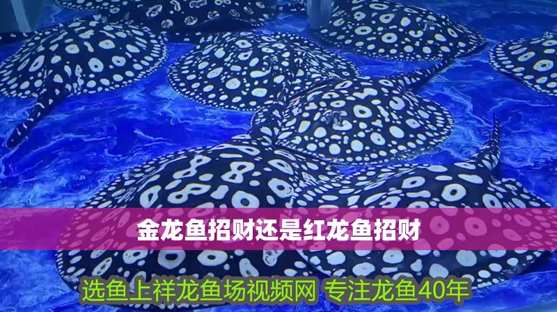 金龍魚招財還是紅龍魚招財
