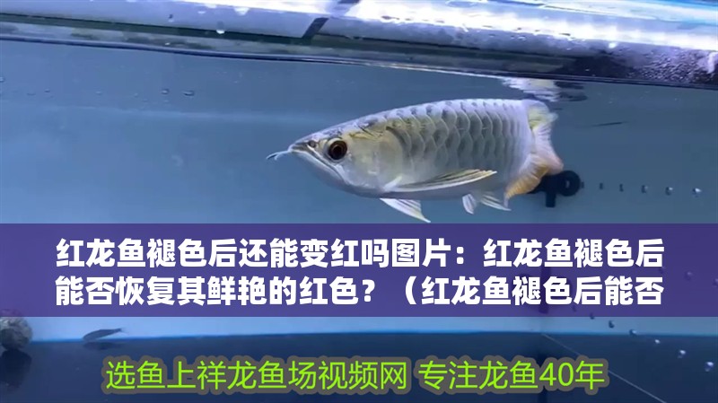 紅龍魚褪色后還能變紅嗎圖片：紅龍魚褪色后能否恢復其鮮艷的紅色？（紅龍魚褪色后能否恢復鮮艷的紅龍魚褪色后能否恢復紅色）