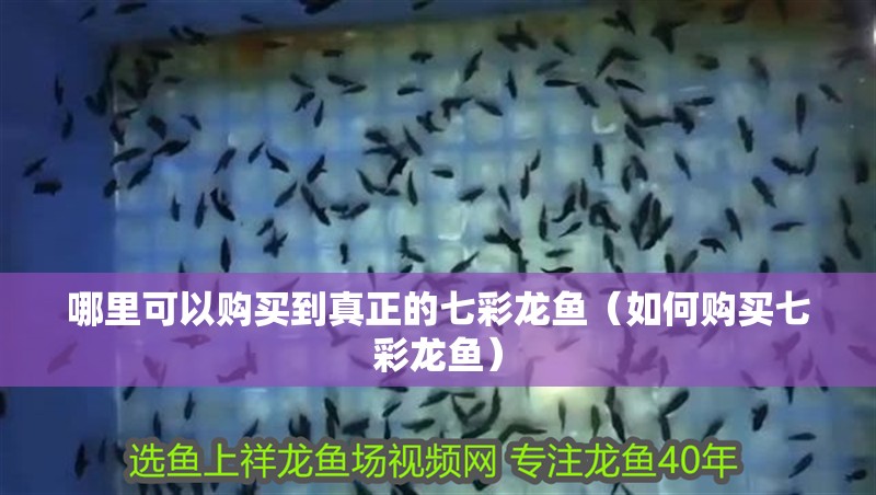 哪里可以購買到真正的七彩龍魚（如何購買七彩龍魚） 哪里可以購買到真正的七彩龍魚（如何購買七彩龍魚） 龍魚百科