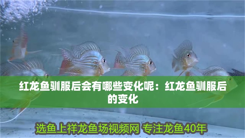 紅龍魚馴服后會有哪些變化呢：紅龍魚馴服后的變化