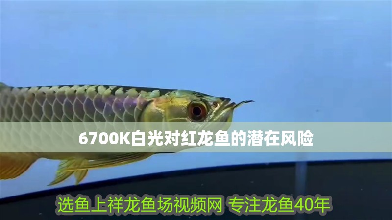 6700K白光對紅龍魚的潛在風險