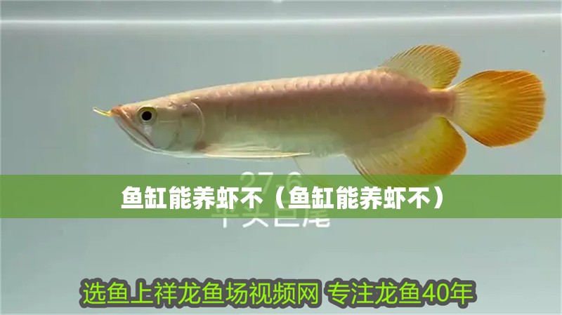 魚缸能養(yǎng)蝦不（魚缸能養(yǎng)蝦不）