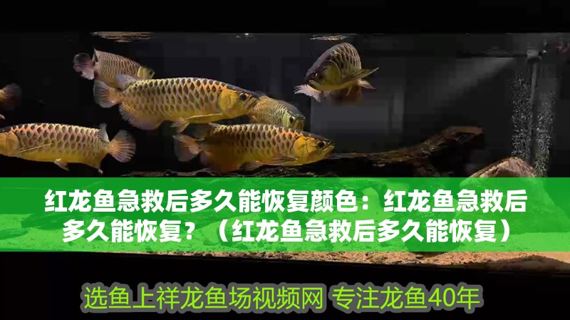 紅龍魚急救后多久能恢復顏色：紅龍魚急救后多久能恢復？（紅龍魚急救后多久能恢復）