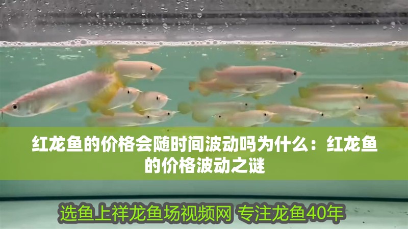 玻璃做魚缸怎么粘才牢固:如何自制玻璃魚缸 紅龍魚的價格會隨時間波動嗎為什么:紅龍魚的價格波動之謎 水族問答 紅龍魚的價格會隨時間波動嗎為什么:紅龍魚的價格波動之謎 紅龍魚的價格會隨時間波動嗎為什么:紅龍魚的價格波動之謎 水族問答