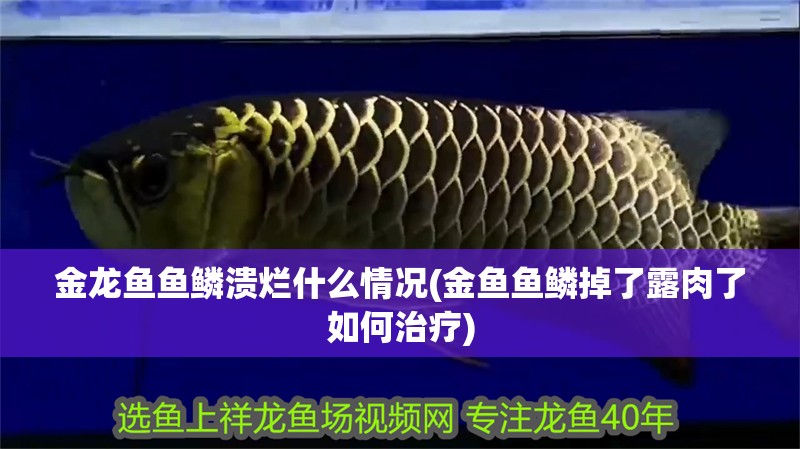 金龍魚魚鱗潰爛什么情況(金魚魚鱗掉了露肉了如何治療)