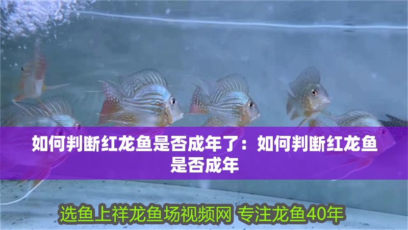 如何判斷紅龍魚是否成年了：如何判斷紅龍魚是否成年
