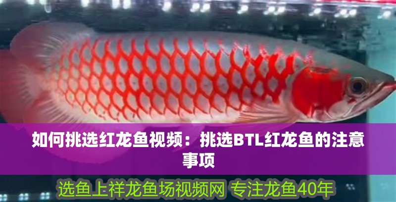 如何挑選紅龍魚視頻：挑選BTL紅龍魚的注意事項