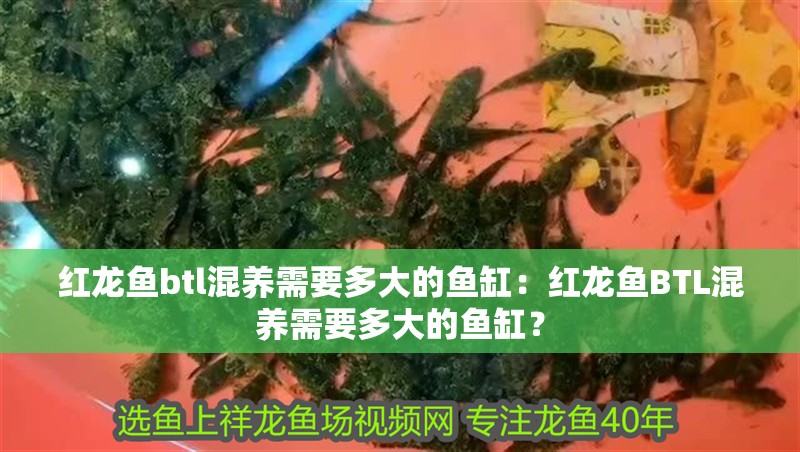 紅龍魚btl混養需要多大的魚缸：紅龍魚BTL混養需要多大的魚缸？