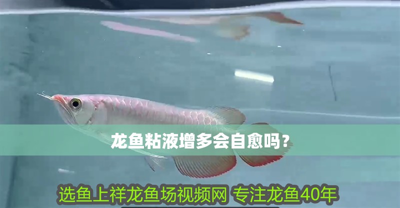 龍魚粘液增多會(huì)自愈嗎？ 龍魚粘液增多會(huì)自愈嗎？ 龍魚百科