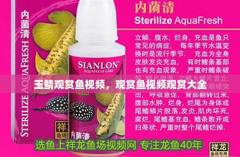 玉鯖觀賞魚視頻，觀賞魚視頻觀賞大全