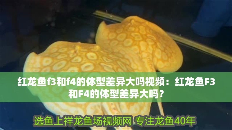 紅龍魚f3和f4的體型差異大嗎視頻：紅龍魚F3和F4的體型差異大嗎？