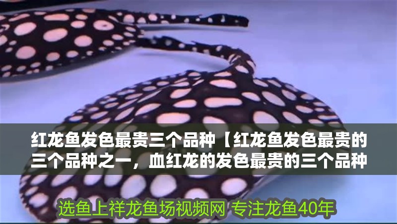 紅龍魚發色最貴三個品種【紅龍魚發色最貴的三個品種之一，血紅龍的發色最貴的三個品種】