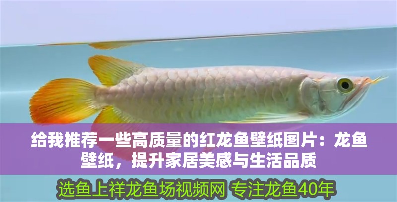 給我推薦一些高質量的紅龍魚壁紙圖片：龍魚壁紙，提升家居美感與生活品質