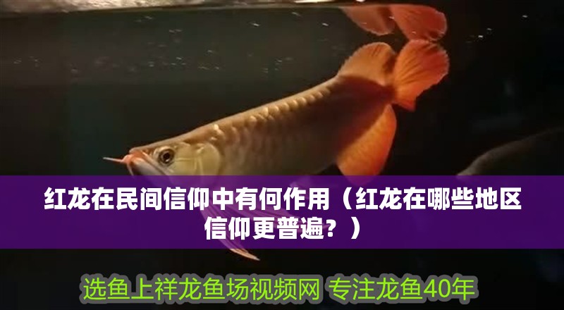 紅龍?jiān)诿耖g信仰中有何作用（紅龍?jiān)谀男┑貐^(qū)信仰更普遍？）