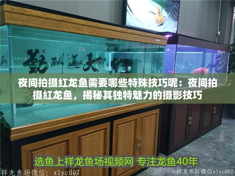 夜間拍攝紅龍魚需要哪些特殊技巧呢：夜間拍攝紅龍魚，揭秘其獨(dú)特魅力的攝影技巧