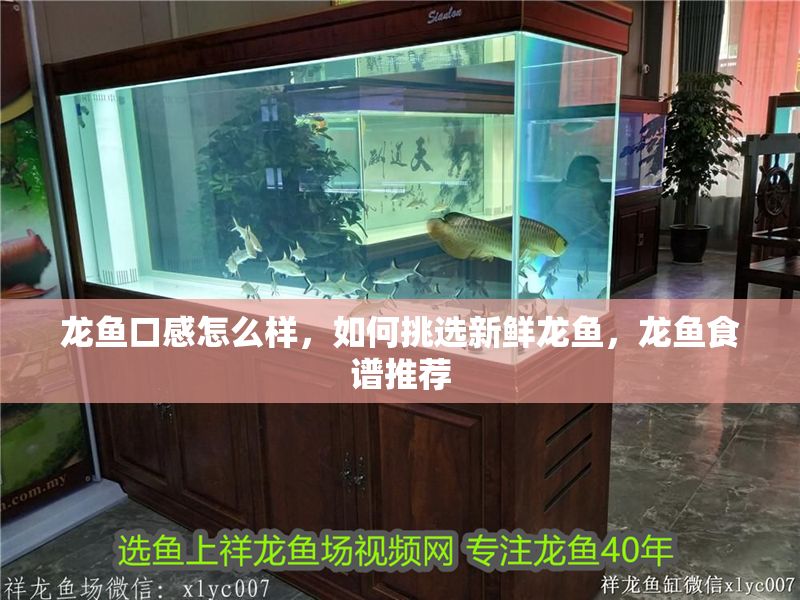 龍魚口感怎么樣，如何挑選新鮮龍魚，龍魚食譜推薦