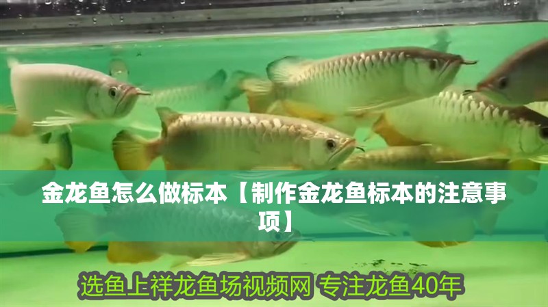 魚缸過濾器選購指南:自制魚缸過濾器魚缸上置過濾器對于養魚愛好者的必備知識 金龍魚怎么做標本【制作金龍魚標本的注意事項】 觀賞魚百科 金龍魚怎么做標本【制作金龍魚標本的注意事項】 金龍魚怎么做標本【制作金龍魚標本的注意事項】 觀賞魚百科