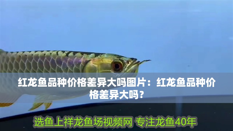 紅龍魚品種價格差異大嗎圖片：紅龍魚品種價格差異大嗎？