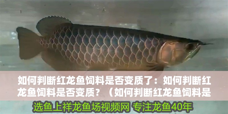 如何判斷紅龍魚飼料是否變質了：如何判斷紅龍魚飼料是否變質？（如何判斷紅龍魚飼料是否變質）