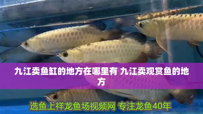 <strong><mark>九江</mark></strong>賣魚缸的地方在哪里有 <strong><mark>九江</mark></strong>賣觀賞魚的地方