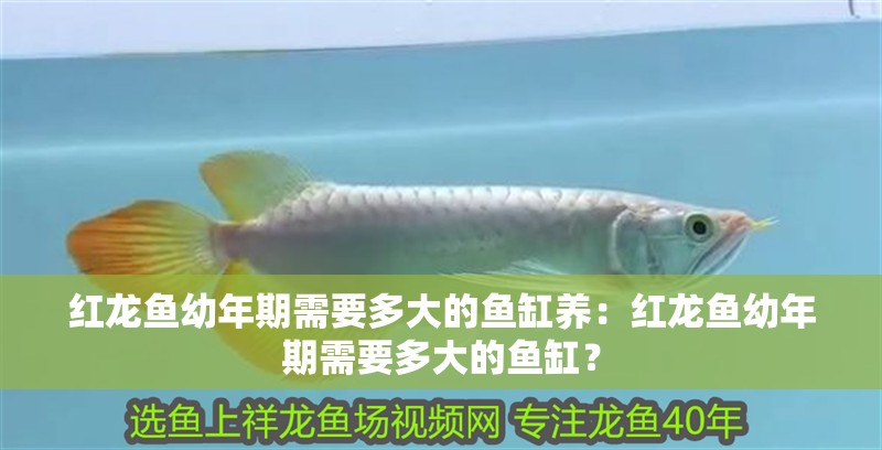 紅龍魚幼年期需要多大的魚缸養：紅龍魚幼年期需要多大的魚缸？ 紅龍魚幼年期需要多大的魚缸養：紅龍魚幼年期需要多大的魚缸？ 水族問答