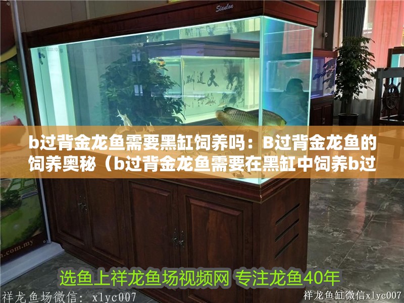 b過背金龍魚需要黑缸飼養嗎：B過背金龍魚的飼養奧秘（b過背金龍魚需要在黑缸中飼養b過背金龍魚的注意事項）