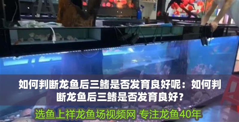 如何判斷龍魚后三鰭是否發(fā)育良好呢：如何判斷龍魚后三鰭是否發(fā)育良好？