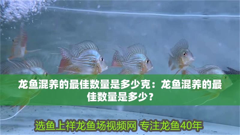 魚缸用增氧泵價格是多少:魚缸增氧機-xtrac增氧機-xtrac增氧機 龍魚混養的最佳數量是多少克:龍魚混養的最佳數量是多少? 水族問答 龍魚混養的最佳數量是多少克:龍魚混養的最佳數量是多少? 龍魚混養的最佳數量是多少克:龍魚混養的最佳數量是多少? 水族問答