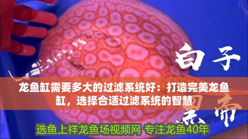龍魚缸需要多大的過(guò)濾系統(tǒng)好：打造完美龍魚缸，選擇合適過(guò)濾系統(tǒng)的智慧