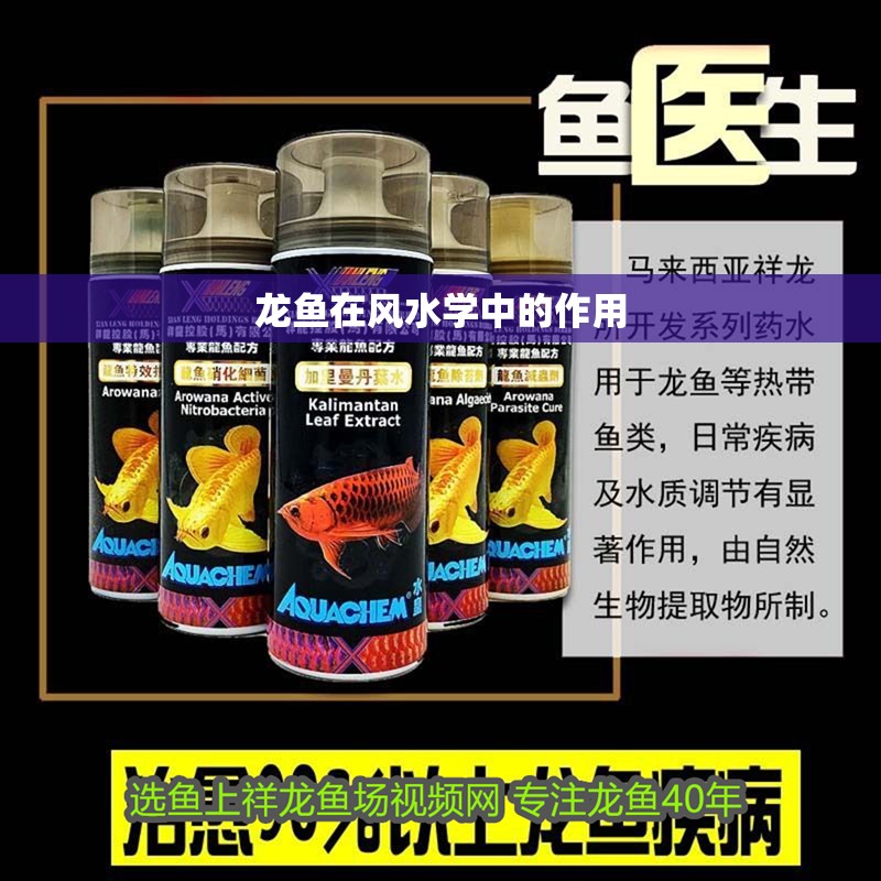 龍魚在風水學中的作用