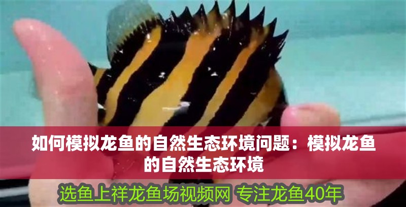 如何模擬龍魚的自然生態(tài)環(huán)境問題：模擬龍魚的自然生態(tài)環(huán)境