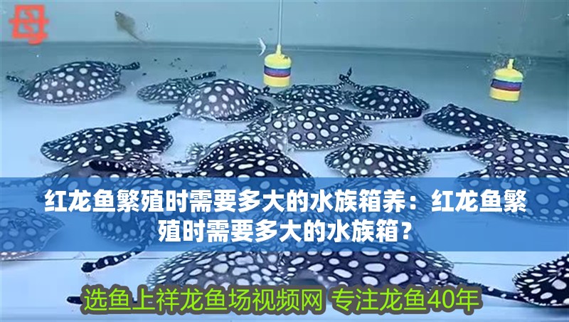 紅龍魚繁殖時需要多大的水族箱養：紅龍魚繁殖時需要多大的水族箱？