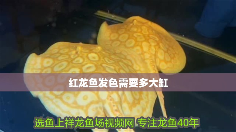 紅龍魚(yú)發(fā)色需要多大缸
