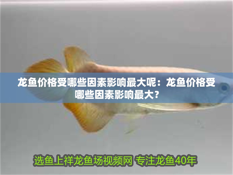 龍魚價(jià)格受哪些因素影響最大呢：龍魚價(jià)格受哪些因素影響最大？