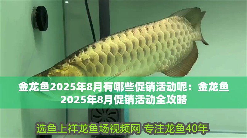 金龍魚2025年8月有哪些促銷活動(dòng)呢：金龍魚2025年8月促銷活動(dòng)全攻略