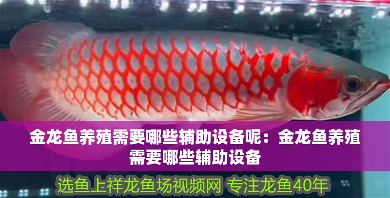金龍魚養殖需要哪些輔助設備呢：金龍魚養殖需要哪些輔助設備