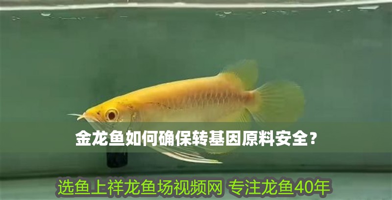 金龍魚如何確保轉基因原料安全？