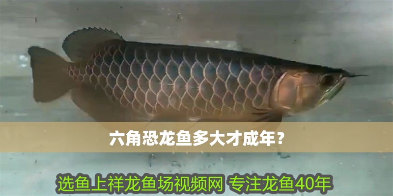 六角恐龍魚(yú)多大才成年？