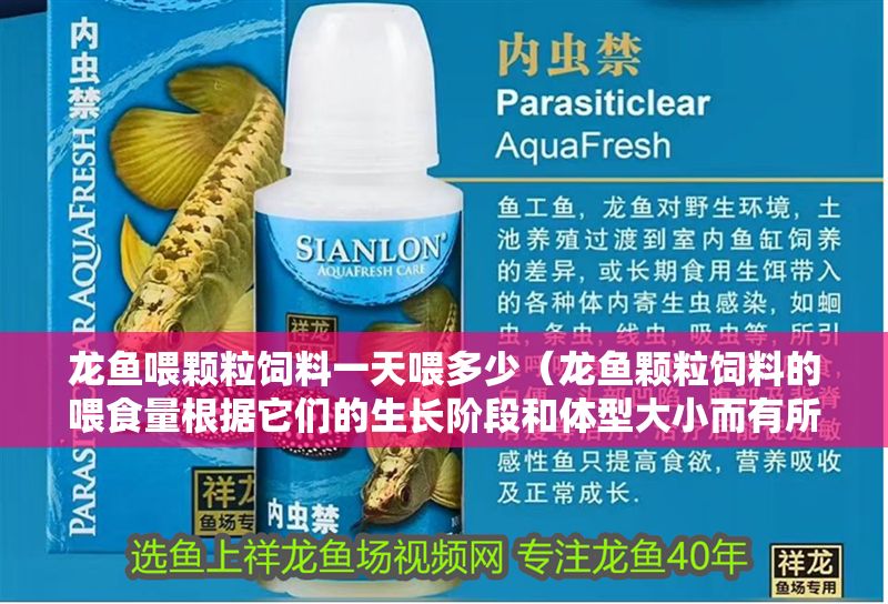 龍魚喂顆粒飼料一天喂多少（龍魚顆粒飼料的喂食量根據它們的生長階段和體型大小而有所不同）