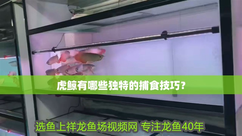 虎鯨有哪些獨特的捕食技巧？