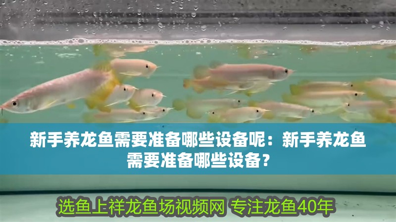 新手養龍魚需要準備哪些設備呢：新手養龍魚需要準備哪些設備？
