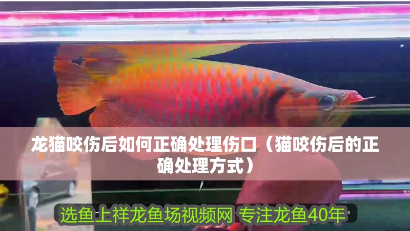 龍貓咬傷后如何正確處理傷口（貓咬傷后的正確處理方式）