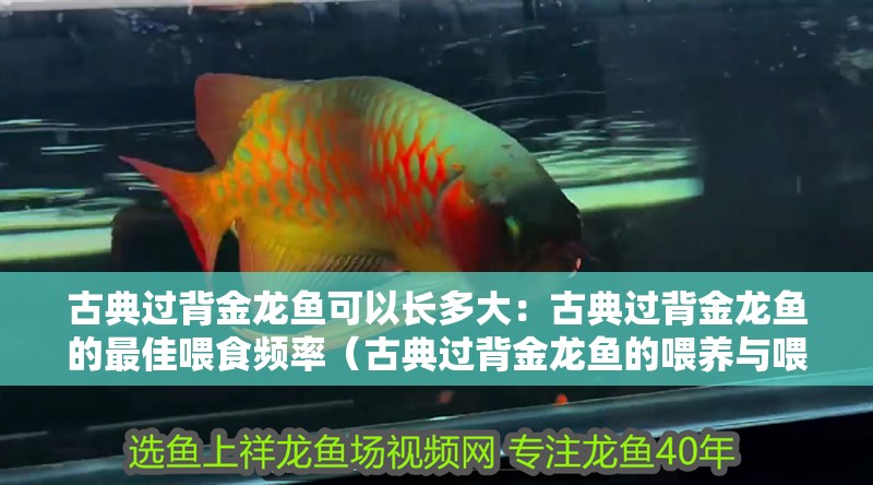 古典過背金龍魚可以長多大：古典過背金龍魚的最佳喂食頻率（古典過背金龍魚的喂養與喂食策略）