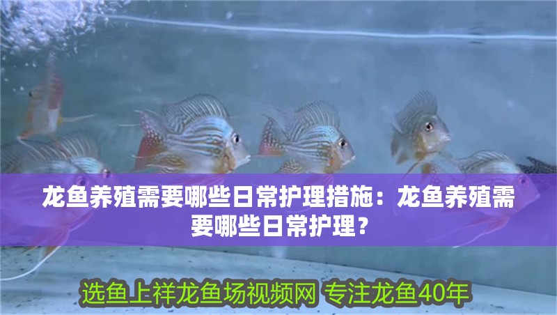 龍魚養殖需要哪些日常護理措施：龍魚養殖需要哪些日常護理？