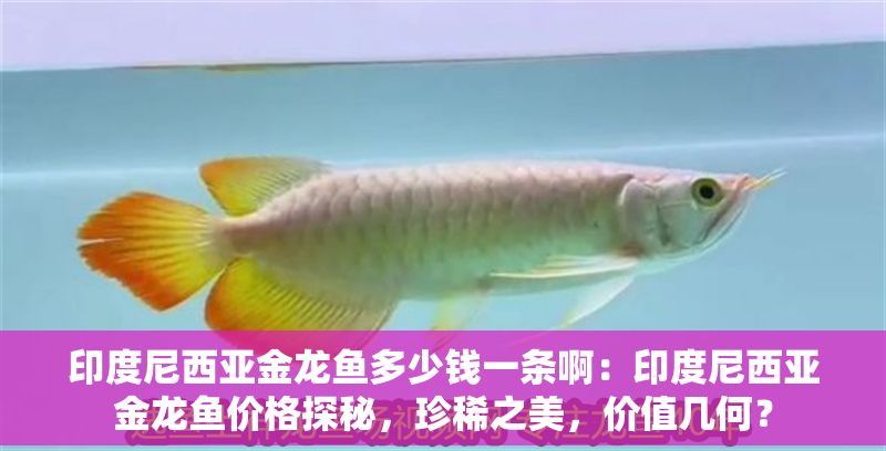 印度尼西亞金龍魚多少錢一條啊：印度尼西亞金龍魚價格探秘，珍稀之美，價值幾何？