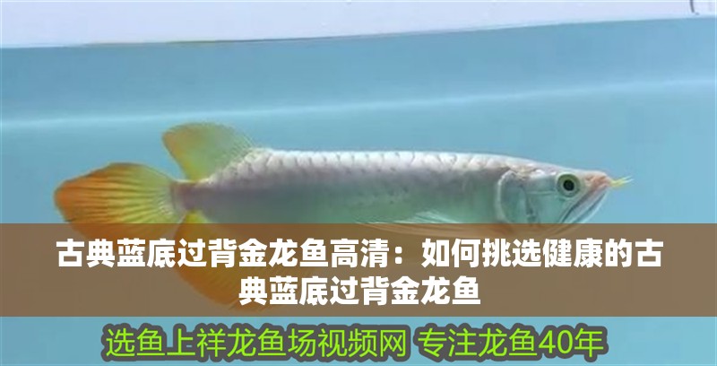 古典藍底過背金龍魚高清：如何挑選健康的古典藍底過背金龍魚