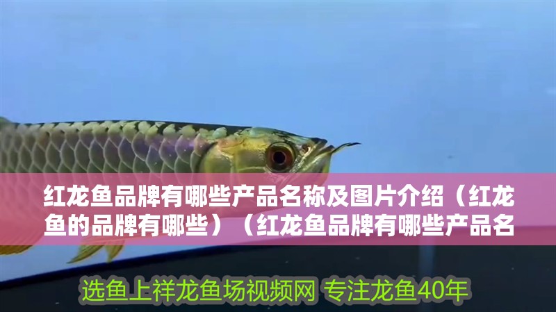 什么魚能和龍魚、虎魚混養(龍魚能和虎魚混養嗎) 紅龍魚品牌有哪些產品名稱及圖片介紹(紅龍魚的品牌有哪些)(紅龍魚品牌有哪些產品名稱及名片介紹) 觀賞魚百科 紅龍魚品牌有哪些產品名稱及圖片介紹(紅龍魚的品牌有哪些)(紅龍魚品牌有哪些產品名稱及名片介紹) 紅龍魚品牌有哪些產品名稱及圖片介紹(紅龍魚的品牌有哪些)(紅龍魚品牌有哪些產品名稱及名片介紹) 觀賞魚百科